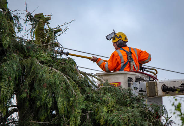 How Our Tree Care Process Works  in  Ridgeway, VA