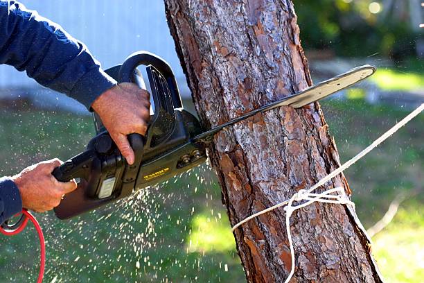 Best Leaf Removal  in Ridgeway, VA