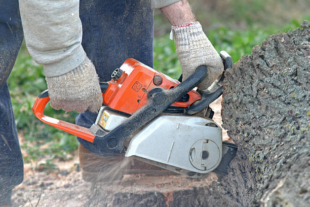 Best Tree and Shrub Care  in Ridgeway, VA